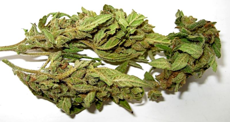 Investigadores testam ‘spray’ oral para tratar vício da marijuana